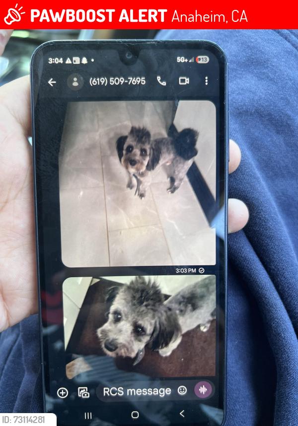 Lost Male Dog last seen Near w thresea ave, Anaheim, CA 92804