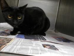 Shelter Stray Male Cat last seen , 11361 W Pico Blvd, Los Angeles, CA 90064, USA