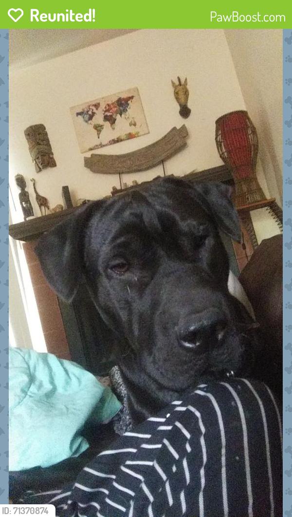 Reunited Male Dog last seen Montano, Albuquerque, NM 87107