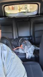 Reunited Female Dog last seen Highway 14 East, Vancouver, WA 98661