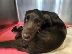 Shelter Stray Male Dog last seen NM 502 SANTA FE NM, 100 Caja Del Rio Rd, Santa Fe, NM 87507, USA