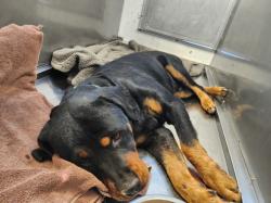 Shelter Stray Male Dog last seen Near BLOCK PASEO DEL SOL SANTA FE SANTA FE COUNTY NM 87507 USA, 100 Caja Del Rio Rd, Santa Fe, NM 87507, USA