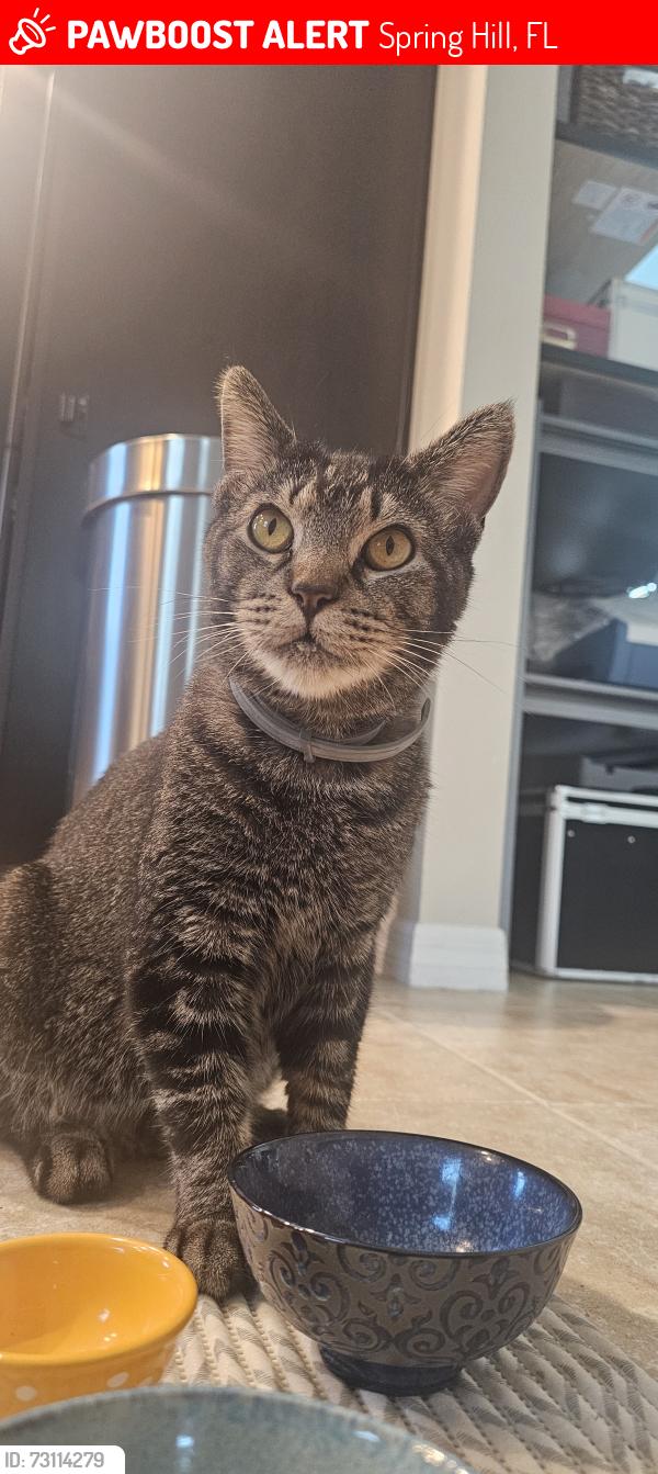 Lost Male Cat last seen Villages of Avalon and Linden ests, Spring Hill, FL 34609
