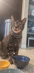 Lost Male Cat last seen Villages of Avalon and Linden ests, Spring Hill, FL 34609