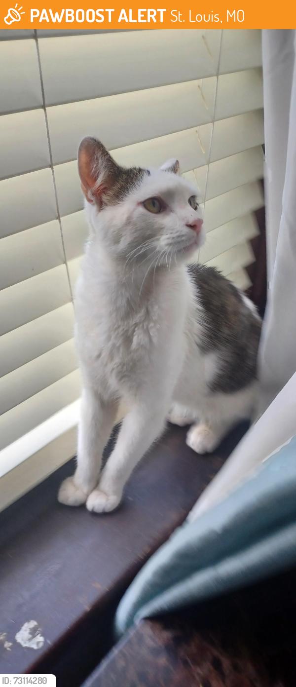 Found/Stray Male Cat last seen Seibert, St. Louis, MO 63123