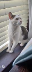 Found/Stray Male Cat last seen Seibert, St. Louis, MO 63123
