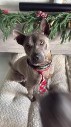 Reunited Male Dog last seen Near sw 26 pl Davie, FL, Davie, FL 33328