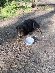 Reunited Unknown Dog last seen Columbia Blvd, Portland, OR 97203
