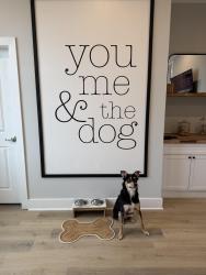 Lost Female Dog last seen Norcross road, Chattanooga, TN 37343