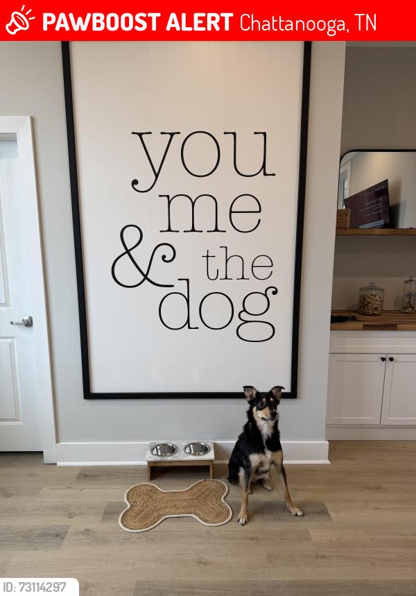 Lost Female Dog last seen Norcross road, Chattanooga, TN 37343