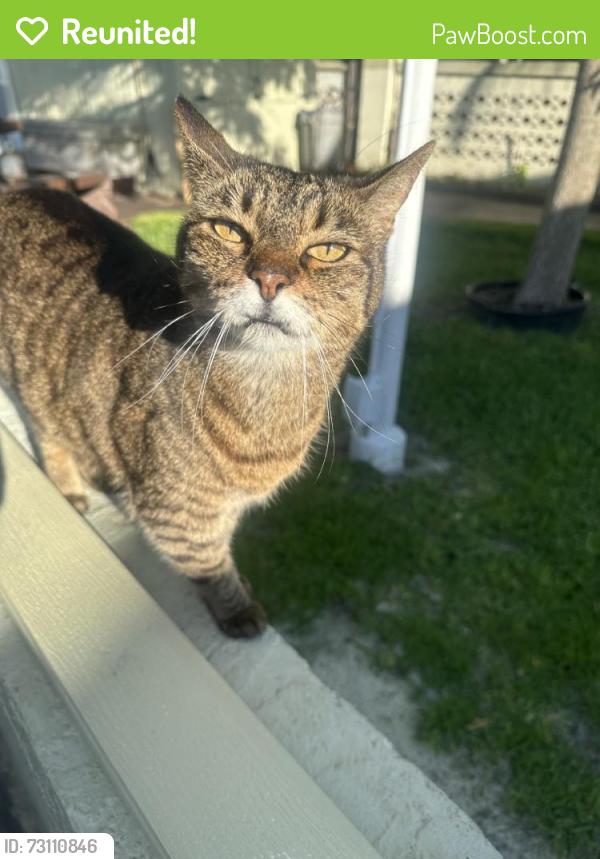 Reunited Female Cat last seen Near NW 42nd St, Lauderdale Lakes, FL 33319, USA, Lauderdale Lakes, FL 33319