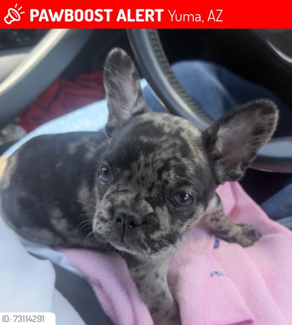 Lost Female Dog last seen Near sur Madison ave Yuma az 85364, Yuma, AZ 85364