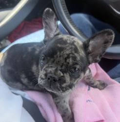 Lost Female Dog last seen Near sur Madison ave Yuma az 85364, Yuma, AZ 85364
