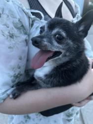 Found/Stray Male Dog last seen Autumn trace, Simpsonville, SC 29681