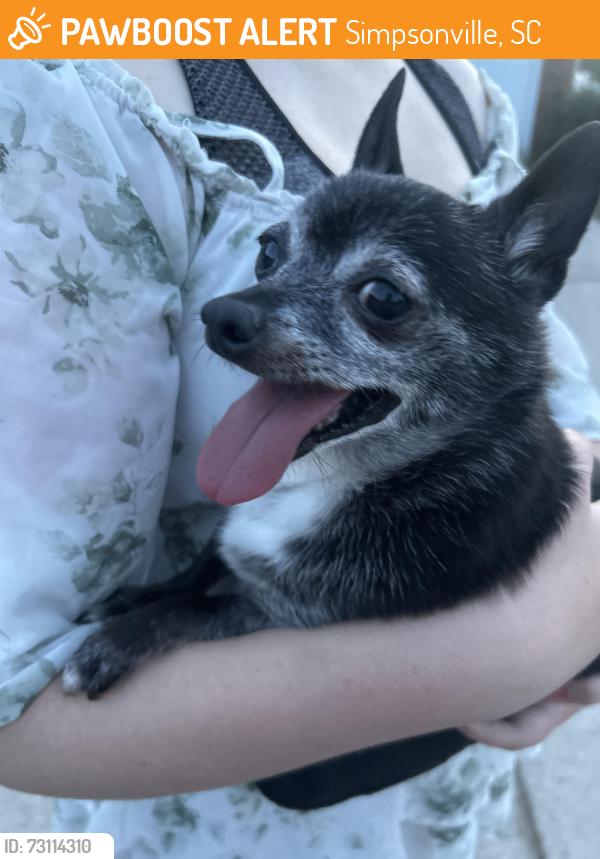 Found/Stray Male Dog last seen Autumn trace, Simpsonville, SC 29681