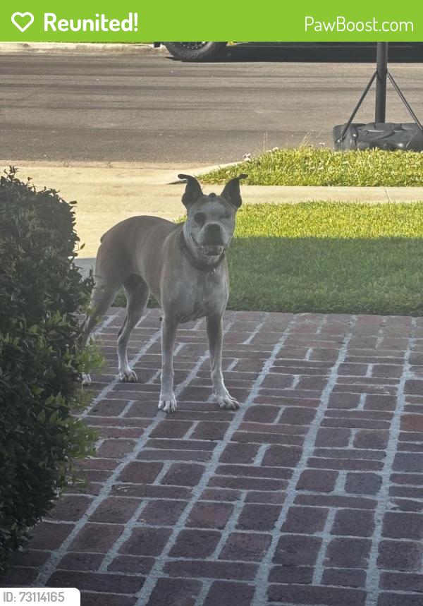 Reunited Male Dog last seen Windward Ln, Newport Beach, CA 92660