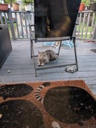 Found/Stray Unknown Cat last seen Mercer St at fuller road, Albany, NY 12203