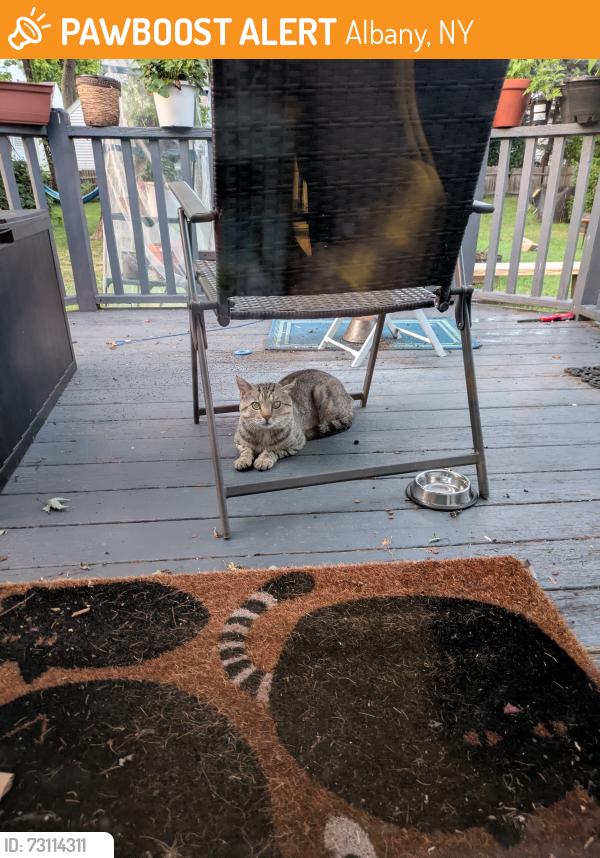 Found/Stray Unknown Cat last seen Mercer St at fuller road, Albany, NY 12203