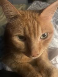 Reunited Male Cat last seen NE 115th St & 32nd Ave NE, Seattle, WA 98125