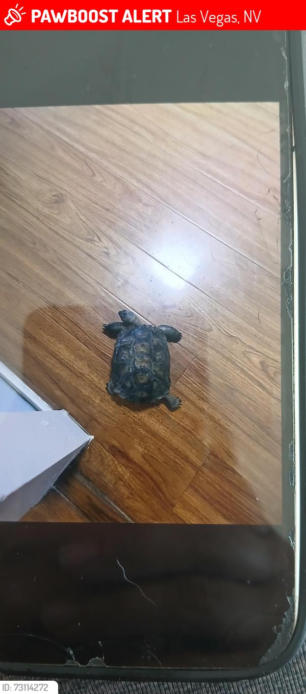 Lost Unknown Other last seen Near plata del sol, Las Vegas, NV 89121
