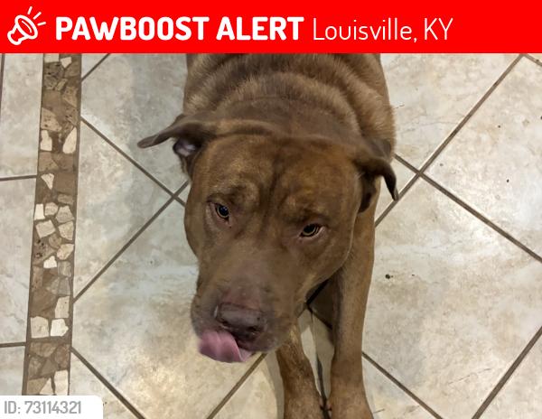 Lost Male Dog last seen Algonquin and cypress, Louisville, KY 40210