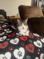 Reunited Male Cat last seen Gumbranch, western blvd, pineview rd, Jacksonville, NC 28546