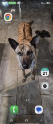 Lost Male Dog last seen Senter rd n tully, San Jose, CA 95111