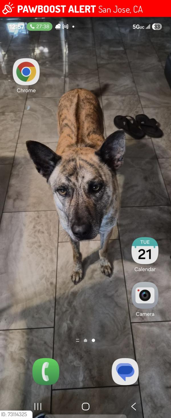 Lost Male Dog last seen Senter rd n tully, San Jose, CA 95111