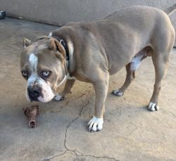 Reunited Male Dog last seen Via Santa Catalina Winchester, Winchester, CA 92596