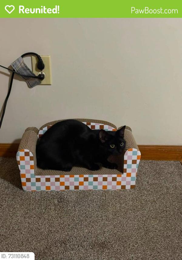 Reunited Female Cat last seen East Holly grove road and louya road, Lexington, NC 27360