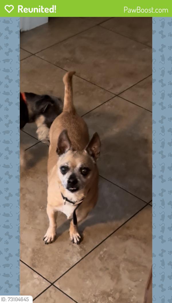Reunited Male Dog last seen Ann rd and losee, North Las Vegas, NV 89081