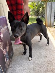 Found/Stray Male Dog last seen SW 61ST AVE, Davie, FL 33314