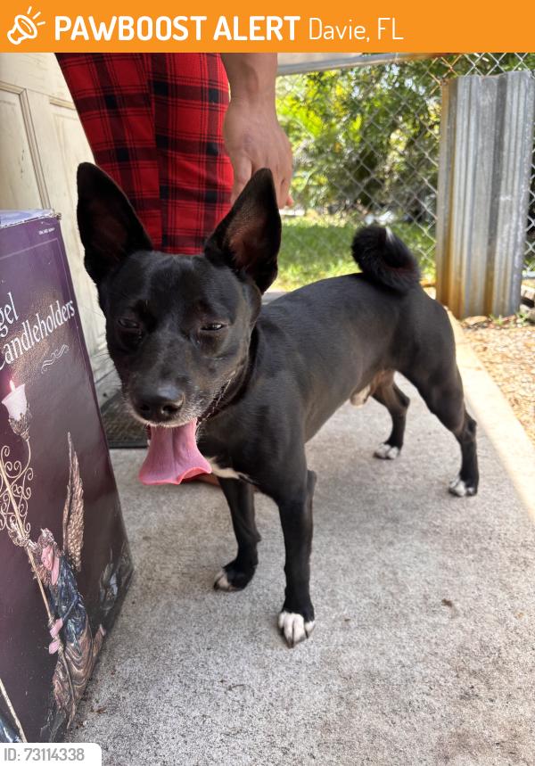 Found/Stray Male Dog last seen SW 61ST AVE, Davie, FL 33314