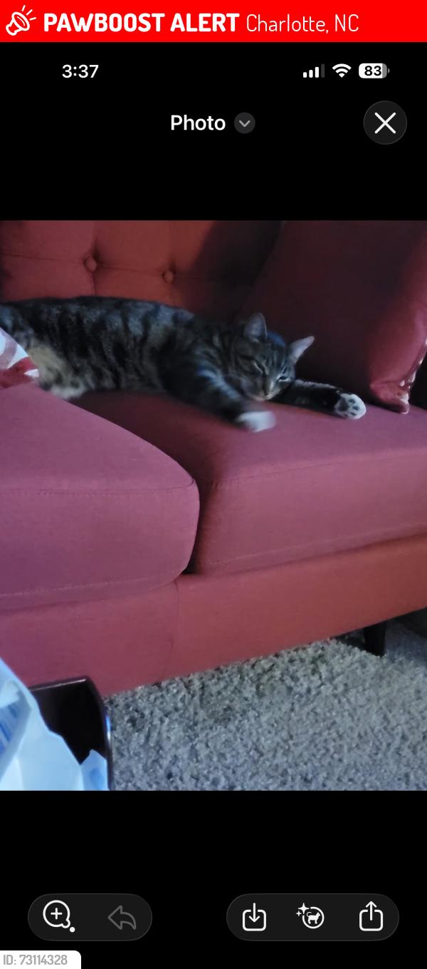 Lost Male Cat last seen Near groveside ln, Charlotte, NC 28262