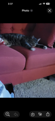 Lost Male Cat last seen Near groveside ln, Charlotte, NC 28262