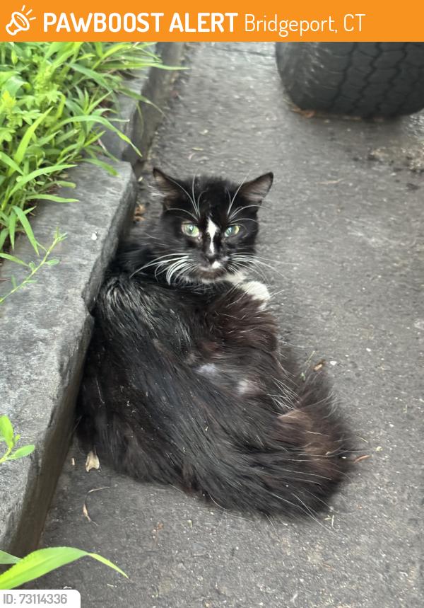 Found/Stray Unknown Cat last seen Harbor Ave and Arthur street near captains cove, Bridgeport, CT 06605