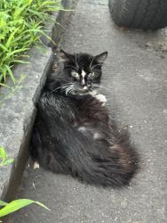 Found/Stray Unknown Cat last seen Harbor Ave and Arthur street near captains cove, Bridgeport, CT 06605