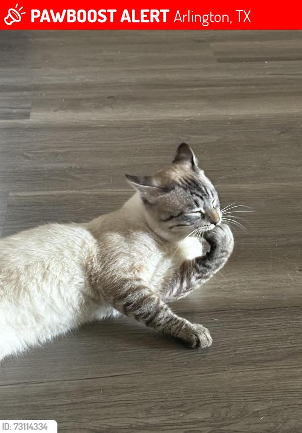 Lost Male Cat last seen Petsmart, Arlington, TX 76018
