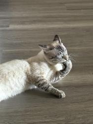 Lost Male Cat last seen Petsmart, Arlington, TX 76018