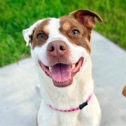 Shelter Stray Female Dog last seen Near, 2600 S Harding St, Indianapolis, IN 46221, USA