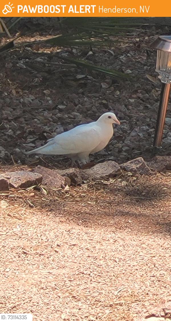 Found/Stray Unknown Bird last seen Windmill/Green Valley Parkway, Henderson, NV 89074