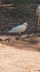 Found/Stray Unknown Bird last seen Windmill/Green Valley Parkway, Henderson, NV 89074