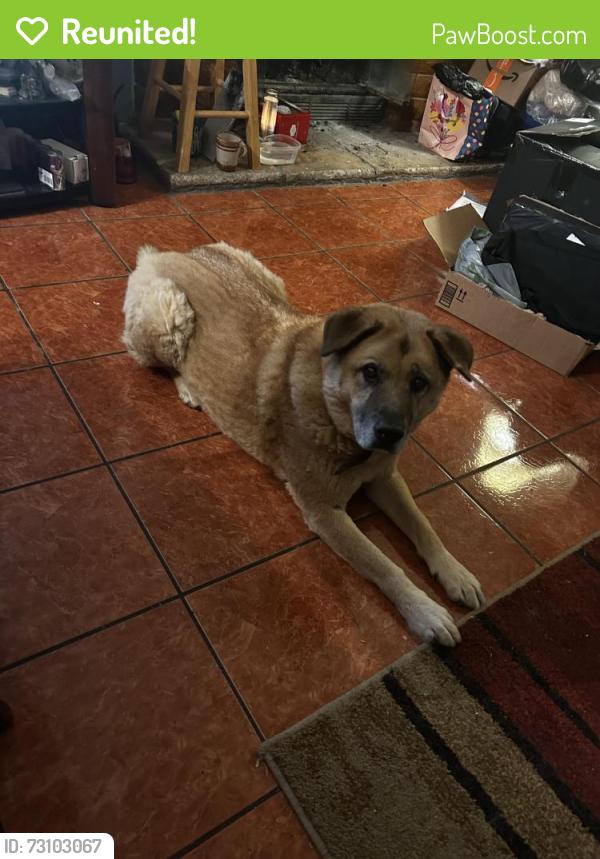 Reunited Male Dog last seen Near Pinon Springs Drive, Lancaster, CA 93535