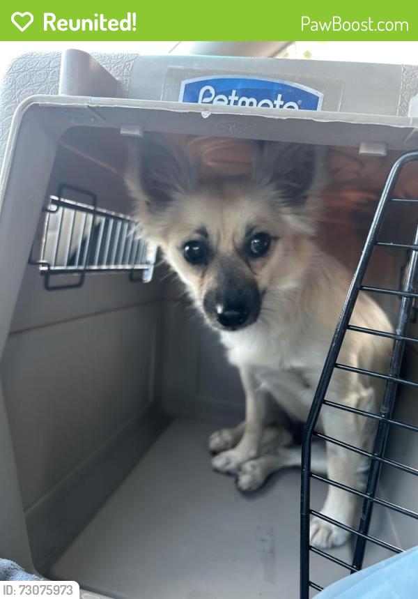 Reunited Female Dog last seen Turtlemound Rd and Country Rd, Melbourne, FL 32934