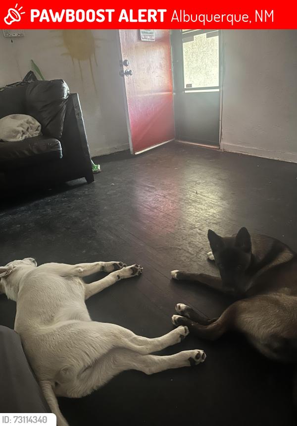 Lost Female Dog last seen Near Roma ave ne, Albuquerque, NM 87108