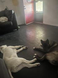 Lost Female Dog last seen Near Roma ave ne, Albuquerque, NM 87108