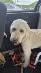 Found/Stray Male Dog last seen Closer to wintergreen road than the mini mart, Cove City, NC 28523