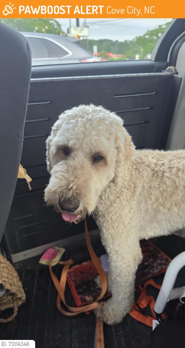 Found/Stray Male Dog last seen Closer to wintergreen road than the mini mart, Cove City, NC 28523