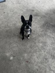 Reunited Female Dog last seen Near Raindrop Dr, San Antonio, TX 78216, USA, San Antonio, TX 78216