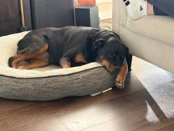 Reunited Female Dog last seen N Narrows Dr & N Bridgeview Dr, Tacoma, WA 98406